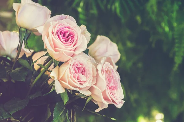 Ljus rosa rosor gäng blomma — Stockfoto