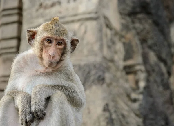 Close up of cute monkey — Stock Photo, Image