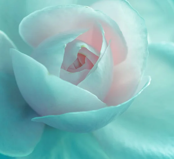 Rosa jardín de rosas, efecto de filtro vintage —  Fotos de Stock