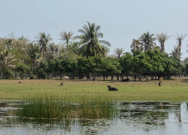Asiatiska landsbygden i coconut palm träd plantation — Stockfoto