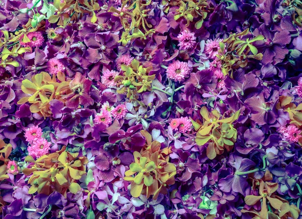ピンクと黄色の蘭の花背景 — ストック写真