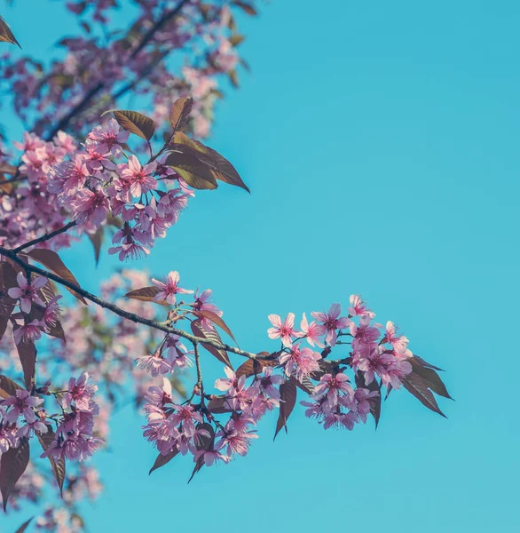 Krásné divoké himálajské třešně kvetou na jaře nad modrá obloha — Stock fotografie