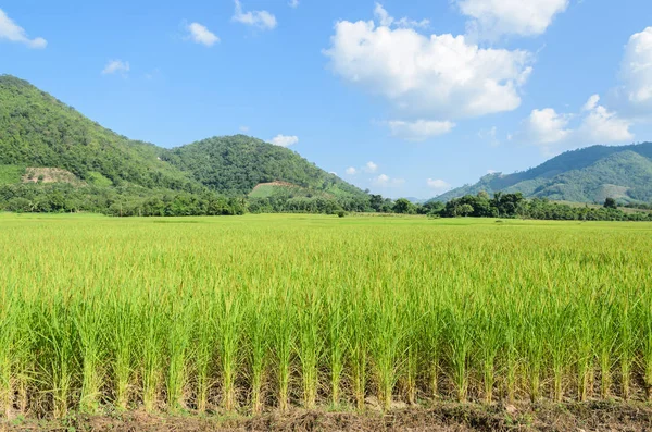 Risfält i solig dag — Stockfoto