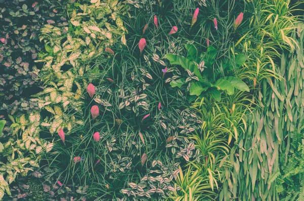 Pared de jardín vertical de follaje decorativo con hoja verde tropical —  Fotos de Stock
