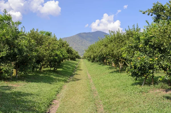 Orange Grove in Thailandia — Foto Stock