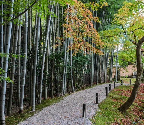 Floresta de bambu com folhagem de outono no Templo Enkoji em Kyoto, Japão — Fotografia de Stock