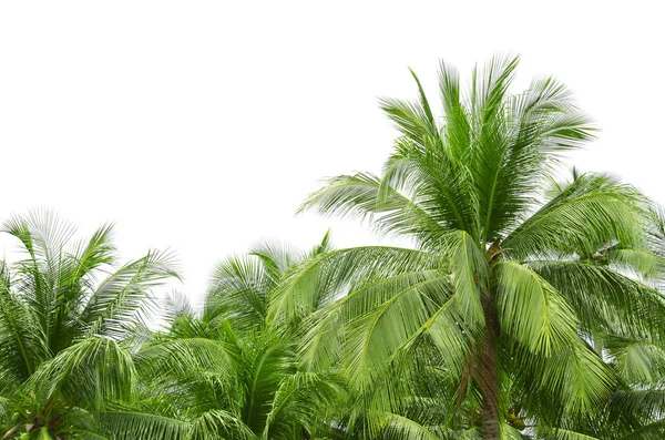 Palma da cocco isolata su sfondo bianco — Foto Stock