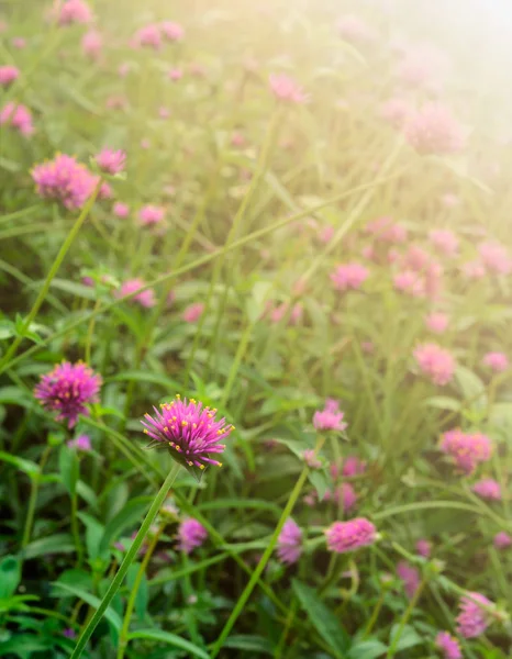 Gomphrena kulistna lub globe amaranth kwiaty ogród z światło słoneczne — Zdjęcie stockowe