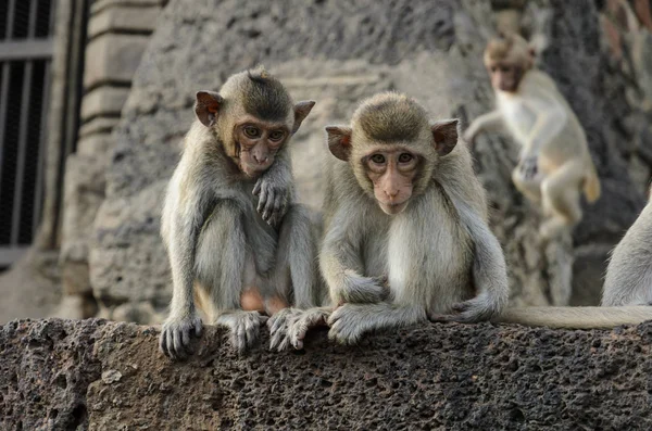 Close up of baby monkey — Stock Photo, Image