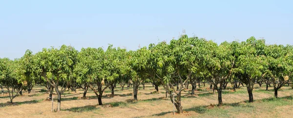 Huerto de mango en Tailandia — Foto de Stock