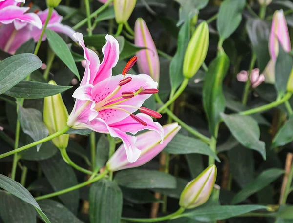 Flor de lírio rosa no jardim — Fotografia de Stock