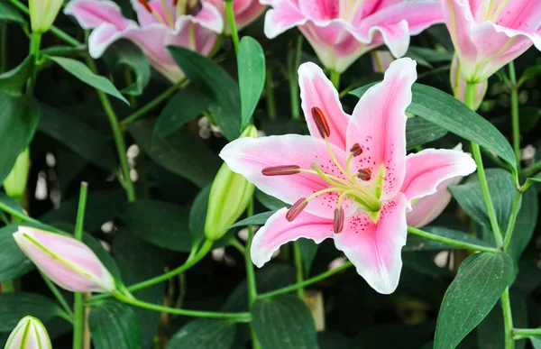 Rosa Flor Lirio Oriental Floreciendo Jardín —  Fotos de Stock