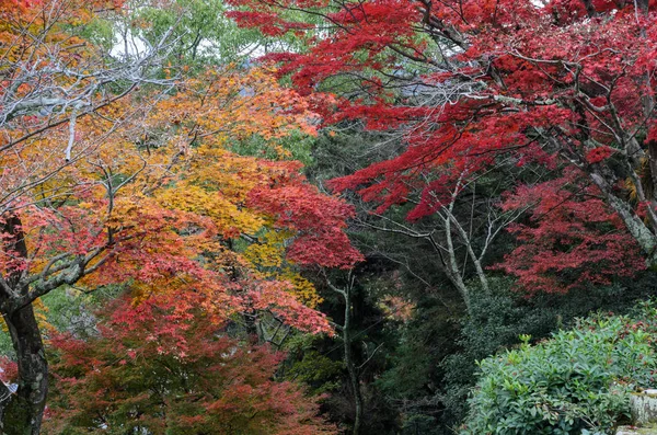 Japon Akçaağaç Ağaçlarının Sonbahar Renk Yaprakları Momijidani Park Miyajima Japonya — Stok fotoğraf