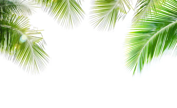 Coconut palm leaf isolerad på vit bakgrund — Stockfoto