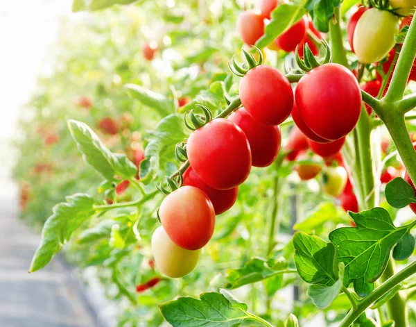 Unripe red tomato growing on the vine — Stock Photo, Image