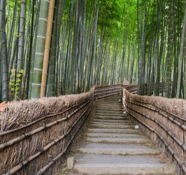 Bamboo forest in  Arashiyama, Kyoto, Japan clipart