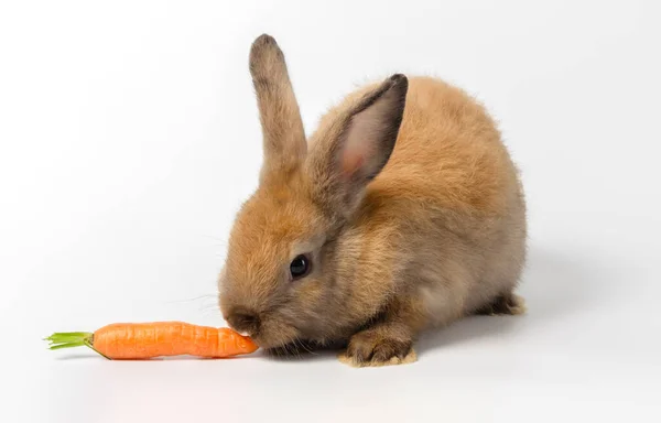 Brown Coniglio Carino Coniglio Accovacciato Mangiare Carota Fresca Bambino Sfondo — Foto Stock