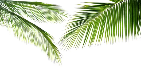 Foglia Verde Palma Cocco Isolata Sfondo Bianco — Foto Stock