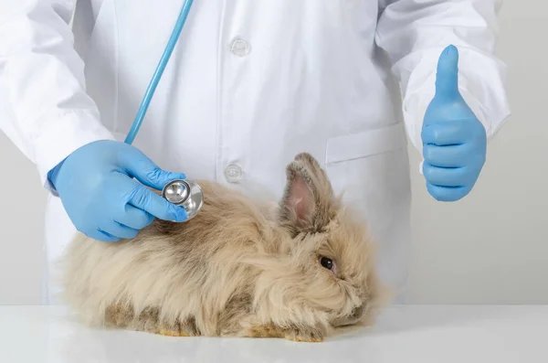 Tierärztin Weißer Uniform Mit Blauem Handschuh Untersucht Braunes Kaninchen Mit — Stockfoto