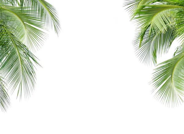Grön Blad Kokos Palm Isolerad Vit Bakgrund — Stockfoto