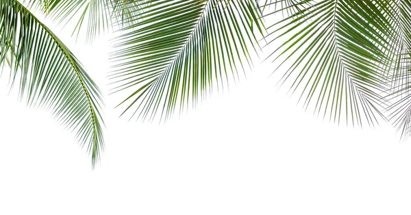 Beyaz Arkaplanda Izole Edilmiş Hindistan Cevizi Palmiyesinden Yeşil Izin — Stok fotoğraf