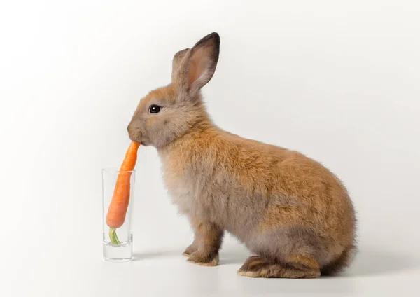 Brown Adorável Bebê Coelho Agachado Comer Cenoura Fresca Colocada Vidro — Fotografia de Stock