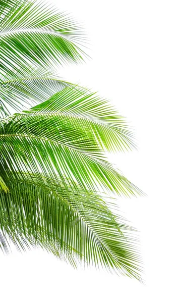 孤立在白色背景上的椰子棕榈叶 — 图库照片