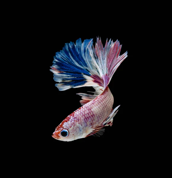 Stockfotos Betta Splendens Half Moon Bilder Stockfotografie Betta Splendens Half Moon Lizenzfreie Fotos Seite 6 Depositphotos