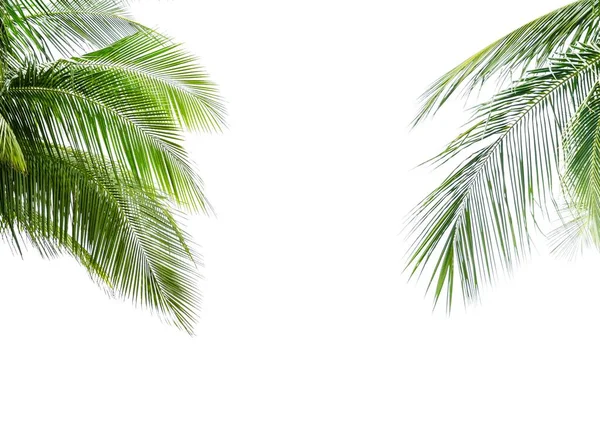 Grön Blad Kokos Palm Isolerad Vit Bakgrund — Stockfoto