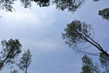 Ormanın ortasında gökyüzü fotoğrafçılığı