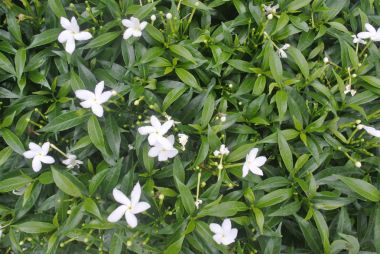 Bitki fotoğraf güzel çiçek nesnelerle