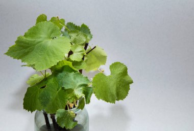 sarmaşık, yaprak, kesimler