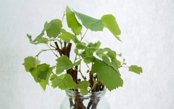 sarmaşık, yaprak, kesimler