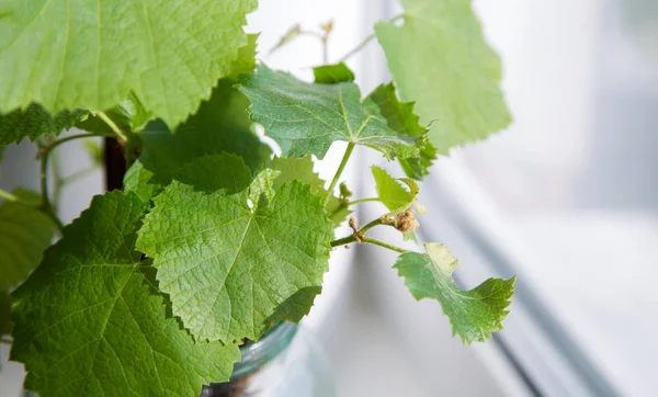 sarmaşık, yaprak, kesimler