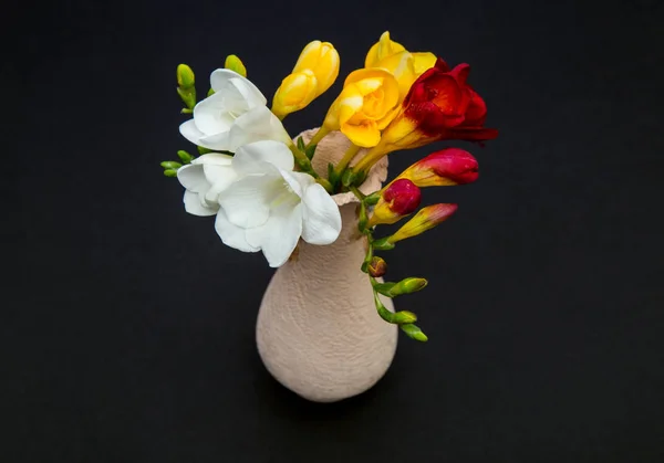 Flores de freesia blanco, amarillo y rojo en un pequeño jarrón sobre un fondo negro, vista superior — Foto de Stock