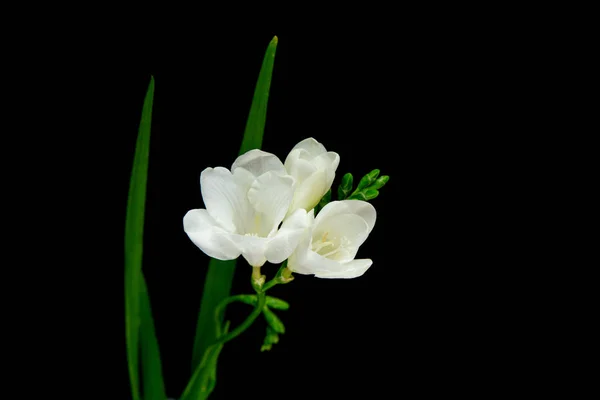 Flor sola freesia blanca —  Fotos de Stock