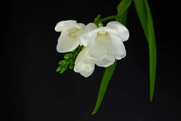 Tek çiçek beyaz Frezya