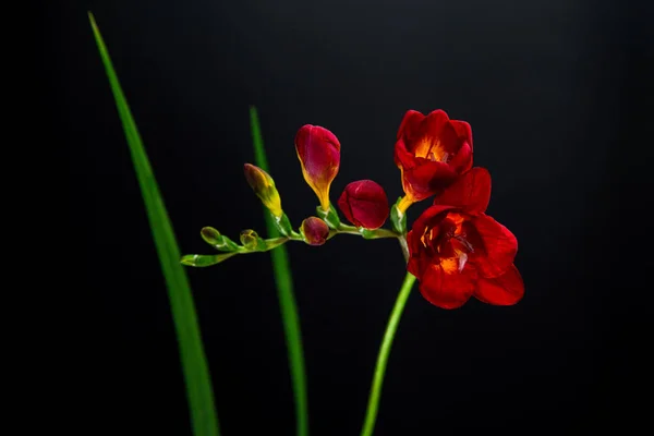 Tek kırmızı Frezya çiçek