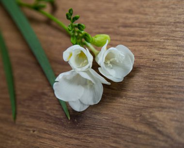 Tek çiçek beyaz Frezya