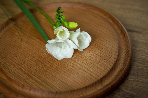 Única flor freesia branca — Fotografia de Stock