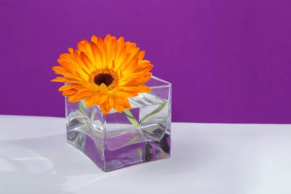 One bright orange gerbera flower in a glass square vase — Stock Photo, Image