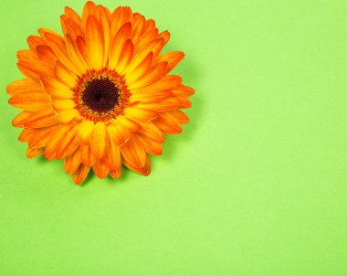 parlak turuncu gerbera çiçek kartpostal