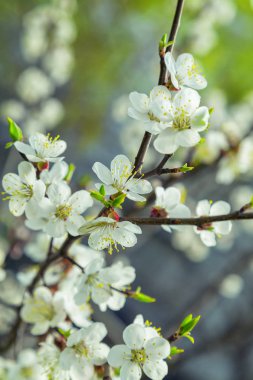 beyaz çiçek renkleri kayısı bahar 
