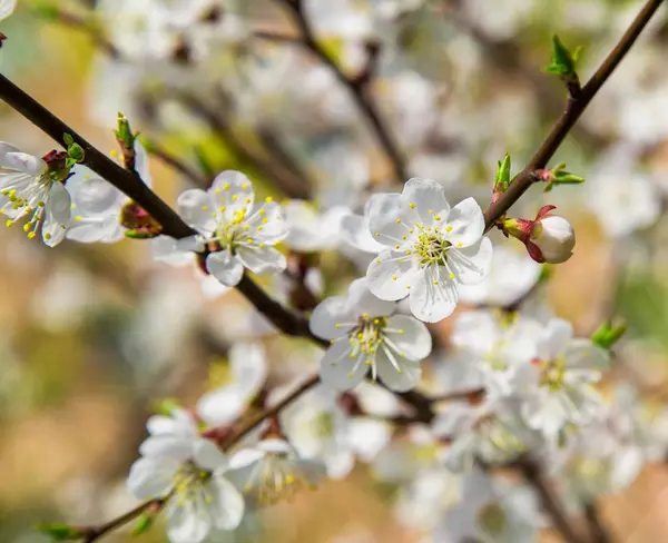 Flores blancas colores de primavera los albaricoques —  Fotos de Stock