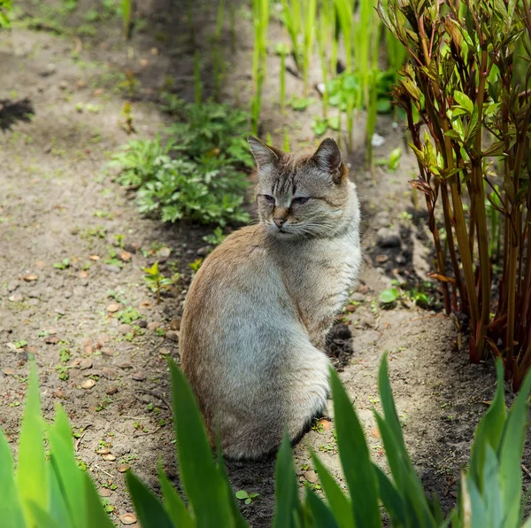 Flowerbed içinde evsiz kedi — Stok fotoğraf