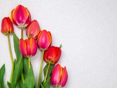 parlak arka plan kağıt üzerinde kırmızı lale