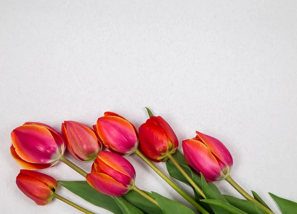 Red tulips on bright background paper — Stock Photo, Image