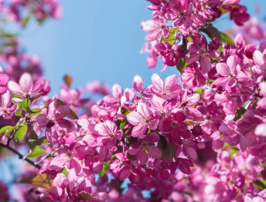 meyve ağaçlarının dalları üzerinde pembe çiçekler