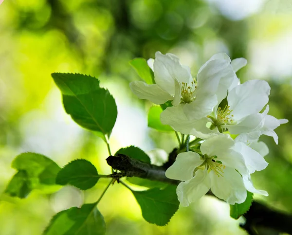 Manzana blanca florece —  Fotos de Stock