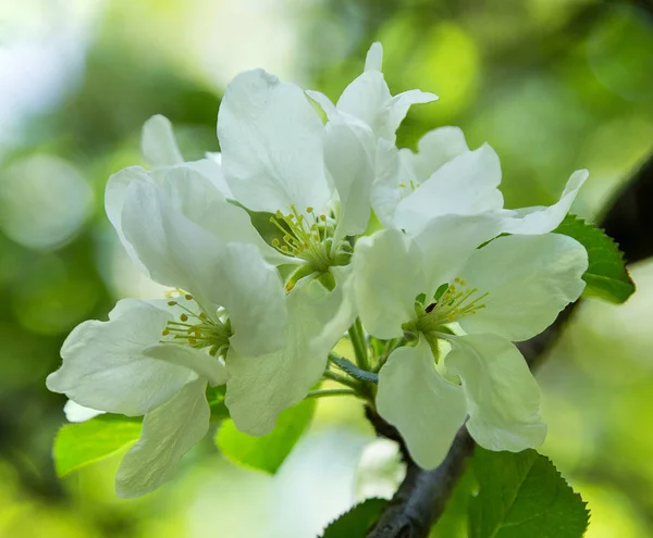 Manzana blanca florece —  Fotos de Stock
